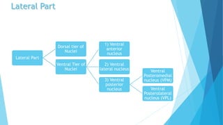 Lateral Part
Lateral Part
Dorsal tier of
Nuclei
Ventral Tier of
Nuclei
1) Ventral
anterior
nucleus
2) Ventral
lateral nucleus
3) Ventral
posterior
nucleus
Ventral
Posteromedial
nucleus (VPM)
Ventral
Posterolateral
nucleus (VPL)
 