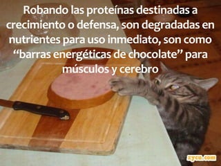 Robando las proteínas destinadas a
crecimiento o defensa, son degradadas en
nutrientes para uso inmediato, son como
“barras energéticas de chocolate” para
músculos y cerebro
 