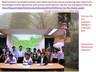 This Son Tra
tree
produces
100 Kg of
fruit each
year
enough income to buy a motor bike
Novel products developed (extract and instant tea) from son tra processing now subject of a
technology transfer agreement with private sector partner, Tay Bac Tea and Special Food Ltd
http://blog.worldagroforestry.org/index.php/2015/07/01/son-tra-the-hmong-apple/
Featured on
Vietnamese
television
 