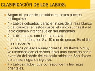 Labios Razas QUEILOSCOPIA DE LABIOS - todo sobre queiloscopia | PPTX