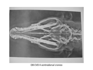 OB CVD 4 ventrodorsal craneo
 