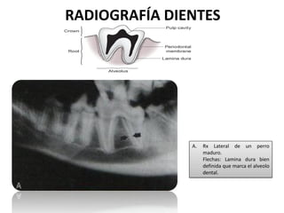 RADIOGRAFÍA DIENTES




               A.   Rx Lateral de un perro
                    maduro.
                    Flechas: Lamina dura bien
                    definida que marca el alveolo
                    dental.
 