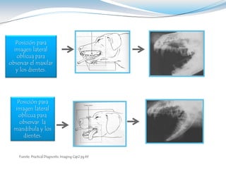 Posición para
  imagen lateral
   oblicua para
observar el maxilar
   y los dientes.




   Posición para
  imagen lateral
   oblicua para
    observar la
  mandibula y los
     dientes.


    Fuente: Practical Diagnostic Imaging Cap2 pg 69
 