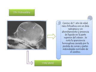 DX> Hidrocefalia



                                    Canino de 1 año de edad,
                                   raza chihuahua con un área
                                          radiopaca y un
                                   abombamiento y presencia
                                      de liquido en la parte
                                     superior del cráneo . Se
                                       nota la apariciencia
                                   homogénea causada por la
                                    perdida de curvas y partes
                                    redondeadas normales de
                                            el cerebro.



                   Vista lateral
 