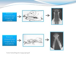 Posición
intraoral para
 imagen del
   maxilar




  Posición
intraoral para
imagen de la
  mandibula



  Fuente: Practical Diagnostic Imaging Cap2 pg 66
 