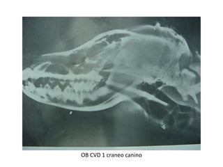 OB CVD 1 craneo canino
 