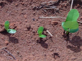 Relaciones publico privada, Por Silmar Teichert Peske