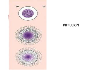 DIFFUSION
 