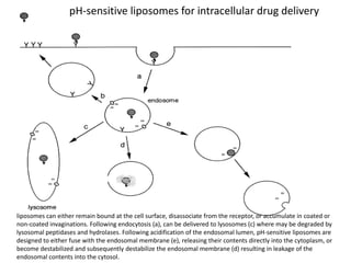 pH-sensitive liposomes for intracellular drug delivery




liposomes can either remain bound at the cell surface, disassociate from the receptor, or accumulate in coated or
non-coated invaginations. Following endocytosis (a), can be delivered to lysosomes (c) where may be degraded by
lysosomal peptidases and hydrolases. Following acidification of the endosomal lumen, pH-sensitive liposomes are
designed to either fuse with the endosomal membrane (e), releasing their contents directly into the cytoplasm, or
become destabilized and subsequently destabilize the endosomal membrane (d) resulting in leakage of the
endosomal contents into the cytosol.
 