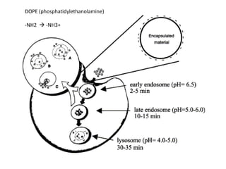 DOPE (phosphatidylethanolamine)

-NH2  -NH3+
 