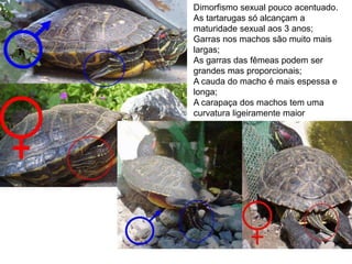 Dimorfismo sexual pouco acentuado.
As tartarugas só alcançam a
maturidade sexual aos 3 anos;
Garras nos machos são muito mais
largas;
As garras das fêmeas podem ser
grandes mas proporcionais;
A cauda do macho é mais espessa e
longa;
A carapaça dos machos tem uma
curvatura ligeiramente maior
 