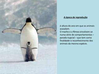 A época de reprodução
é altura do ano em que os animais
acasalam.
O macho e a fêmea envolvem-se
numa série de comportamentos –
parada nupcial – que tem como
finalidade o reconhecimento dos
animais da mesma espécie.
 
