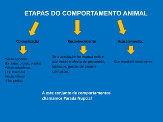 Que resultará novos seres.
ETAPAS DO COMPORTAMENTO ANIMAL
Comunicação
•Sinais sonoros
(Ex: sapo, o cuco, o gato)
•Sinais odoríferos
( Ex: Insectos)
•Sinais visuais
( Ex: pavão)
Reconhecimento
Se a aceitação for mutua existe
por vezes a oferta de presentes,
bailados, gestos de amor e
combates.
Acasalamento.
A este conjunto de comportamentos
chamamos Parada Nupcial
 