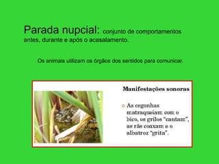 Parada nupcial: conjunto de comportamentos
antes, durante e após o acasalamento.
Os animais utilizam os órgãos dos sentidos para comunicar.
 