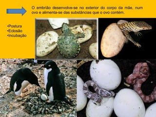 O embrião desenvolve-se no exterior do corpo da mãe, num
ovo e alimenta-se das substâncias que o ovo contém.
•Postura
•Eclosão
•Incubação
 