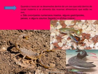 Quando o novo ser se desenvolve dentro de um ovo que está dentro do
corpo materno e se alimenta das reservas alimentares que estão no
ovo.
x: São ovovíparos numerosos insetos, alguns gastrópodes,
peixes, e alguns sáurios (lagarto) e ofídios (cobra).
 