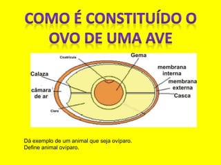 Dá exemplo de um animal que seja ovíparo.
Define animal ovíparo.
 