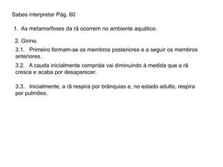 Sabes interpretar Pág. 60
1. As metamorfoses da rã ocorrem no ambiente aquático.
2. Girino.
3.1. Primeiro formam-se os membros posteriores e a seguir os membros
anteriores.
3.2. A cauda inicialmente comprida vai diminuindo à medida que a rã
cresce e acaba por desaparecer.
3.3. Inicialmente, a rã respira por brânquias e, no estado adulto, respira
por pulmões.
 