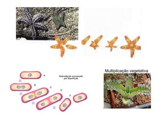 Multiplicação vegetativa
 