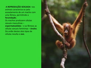 A REPRODUÇÃO SEXUADA nos
animais caracteriza-se pelo
acasalamento de um macho com
uma fêmea, permitindo a
fecundação.
Os machos produzem células
sexuais masculinas –
espermatozóides – e as fêmeas as
células sexuais femininas – óvulos.
Da união destes dois tipos de
células resulta o ovo.
 