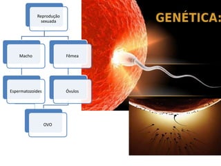 Reprodução
sexuada
Macho
Espermatozoides
Fêmea
Óvulos
OVO
 