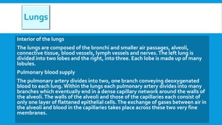 Lungs
Interior of the lungs
The lungs are composed of the bronchi and smaller air passages, alveoli,
connective tissue, blood vessels, lymph vessels and nerves.The left lung is
divided into two lobes and the right, into three. Each lobe is made up of many
lobules.
Pulmonary blood supply
The pulmonary artery divides into two, one branch conveying deoxygenated
blood to each lung. Within the lungs each pulmonary artery divides into many
branches which eventually end in a dense capillary network around the walls of
the alveoli.The walls of the alveoli and those of the capillaries each consist of
only one layer of flattened epithelial cells.The exchange of gases between air in
the alveoli and blood in the capillaries takes place across these two very fine
membranes.
 