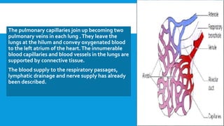 The pulmonary capillaries join up becoming two
pulmonary veins in each lung .They leave the
lungs at the hilum and convey oxygenated blood
to the left atrium of the heart.The innumerable
blood capillaries and blood vessels in the lungs are
supported by connective tissue.
The blood supply to the respiratory passages,
lymphatic drainage and nerve supply has already
been described.
 