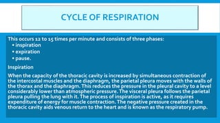 CYCLE OF RESPIRATION
This occurs 12 to 15 times per minute and consists of three phases:
• inspiration
• expiration
• pause.
Inspiration
When the capacity of the thoracic cavity is increased by simultaneous contraction of
the intercostal muscles and the diaphragm, the parietal pleura moves with the walls of
the thorax and the diaphragm.This reduces the pressure in the pleural cavity to a level
considerably lower than atmospheric pressure.The visceral pleura follows the parietal
pleura pulling the lung with it.The process of inspiration is active, as it requires
expenditure of energy for muscle contraction.The negative pressure created in the
thoracic cavity aids venous return to the heart and is known as the respiratory pump.
 