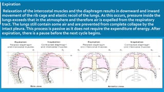 Expiration
Relaxation of the intercostal muscles and the diaphragm results in downward and inward
movement of the rib cage and elastic recoil of the lungs. As this occurs, pressure inside the
lungs exceeds that in the atmosphere and therefore air is expelled from the respiratory
tract.The lungs still contain some air and are prevented from complete collapse by the
intact pleura.This process is passive as it does not require the expenditure of energy. After
expiration, there is a pause before the next cycle begins.
 