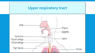 Upper respiratory tract
 