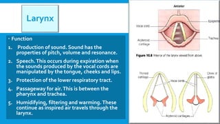 Larynx
 Function
1. Production of sound. Sound has the
properties of pitch, volume and resonance.
2. Speech.This occurs during expiration when
the sounds produced by the vocal cords are
manipulated by the tongue, cheeks and lips.
3. Protection of the lower respiratory tract.
4. Passageway for air.This is between the
pharynx and trachea.
5. Humidifying, filtering and warming.These
continue as inspired air travels through the
larynx.
 