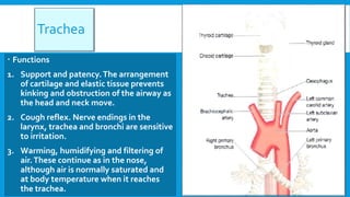 Trachea
 Functions
1. Support and patency.The arrangement
of cartilage and elastic tissue prevents
kinking and obstruction of the airway as
the head and neck move.
2. Cough reflex. Nerve endings in the
larynx, trachea and bronchi are sensitive
to irritation.
3. Warming, humidifying and filtering of
air.These continue as in the nose,
although air is normally saturated and
at body temperature when it reaches
the trachea.
 