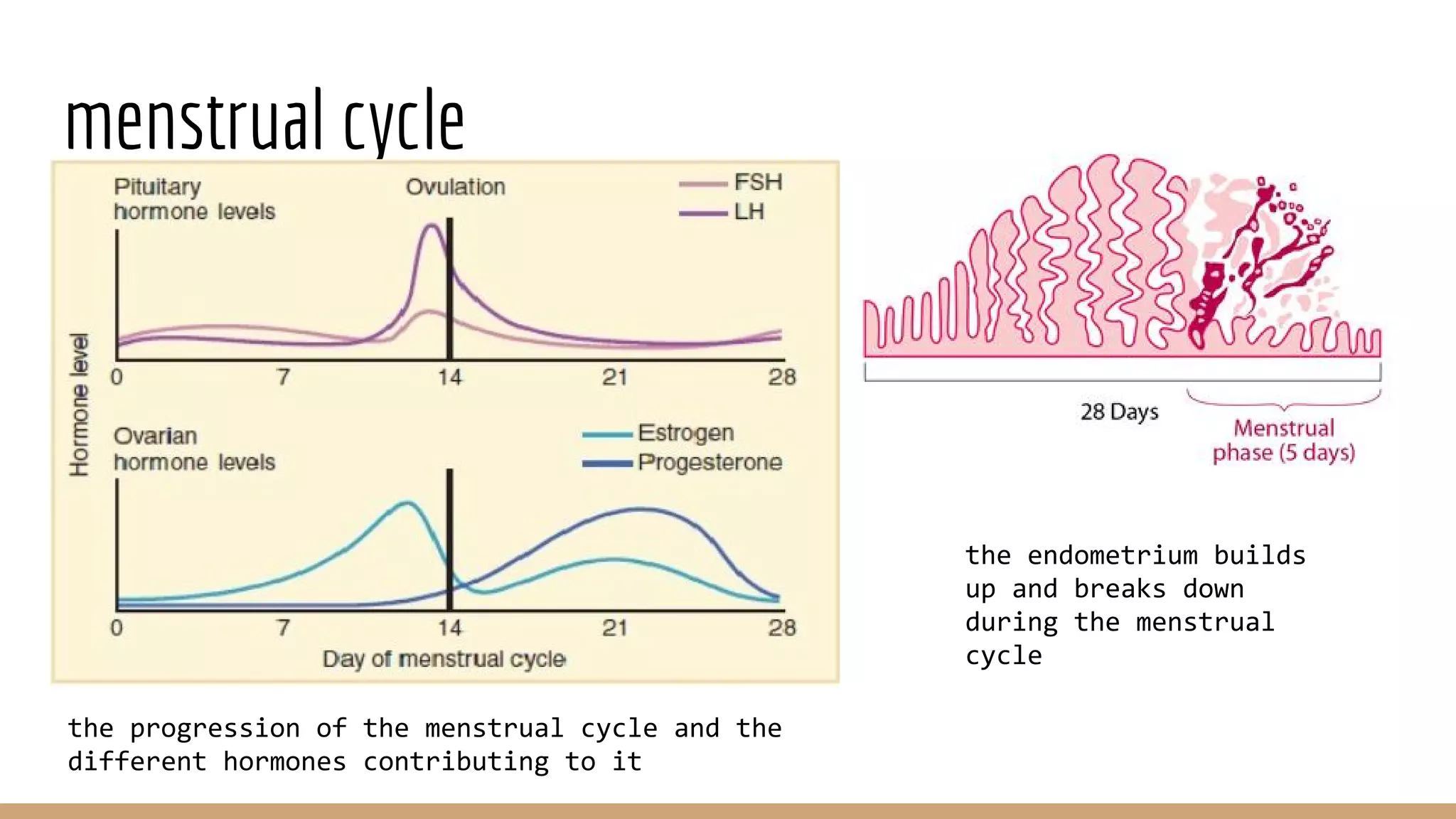 menstrual cycle
the endometrium builds
up and breaks down
during the menstrual
cycle
the progression of the menstrual cycle and the
different hormones contributing to it
 