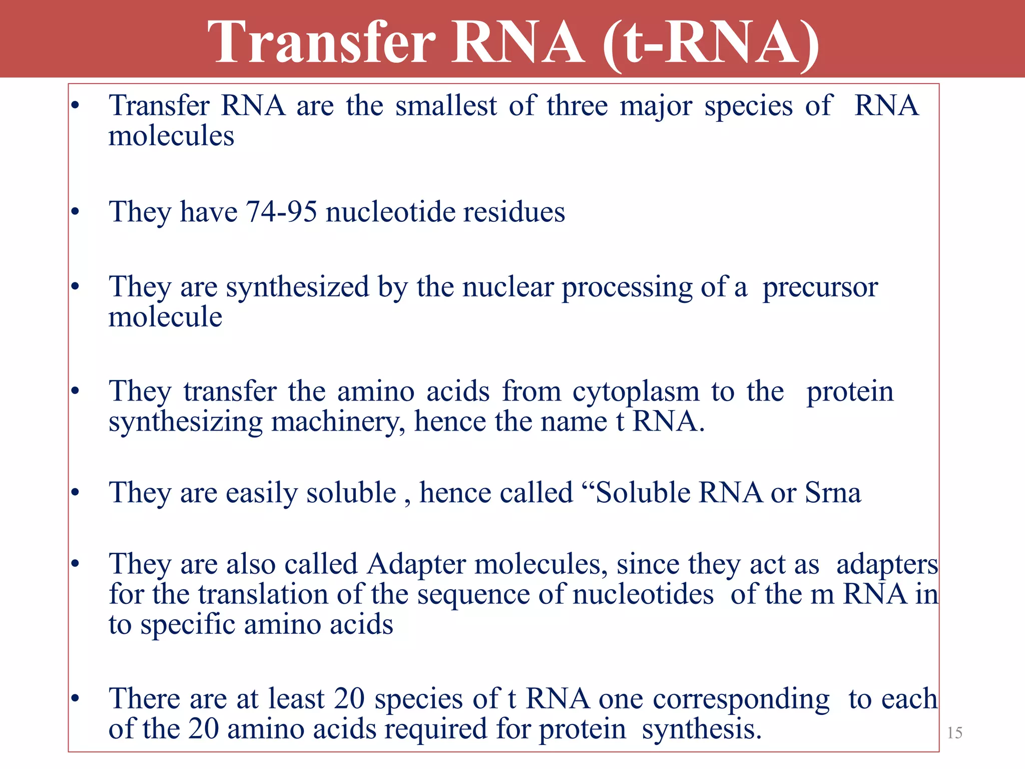 15
Transfer RNA (t-RNA)
• Transfer RNA are the smallest of three major species of RNA
molecules
• They have 74-95 nucleotide residues
• They are synthesized by the nuclear processing of a precursor
molecule
• They transfer the amino acids from cytoplasm to the protein
synthesizing machinery, hence the name t RNA.
• They are easily soluble , hence called “Soluble RNA or Srna
• They are also called Adapter molecules, since they act as adapters
for the translation of the sequence of nucleotides of the m RNA in
to specific amino acids
• There are at least 20 species of t RNA one corresponding to each
of the 20 amino acids required for protein synthesis.
 