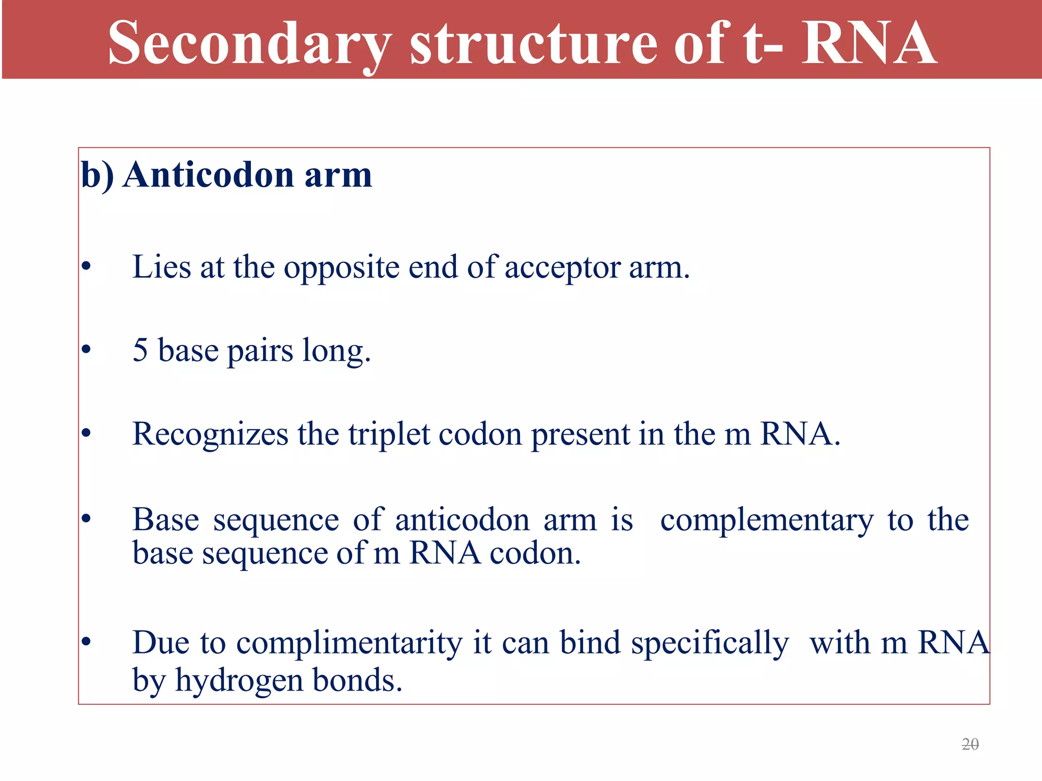20
Secondary structure of t- RNA
b) Anticodon arm
• Lies at the opposite end of acceptor arm.
• 5 base pairs long.
• Recognizes the triplet codon present in the m RNA.
• Base sequence of anticodon arm is complementary to the
base sequence of m RNA codon.
• Due to complimentarity it can bind specifically with m RNA
by hydrogen bonds.
 