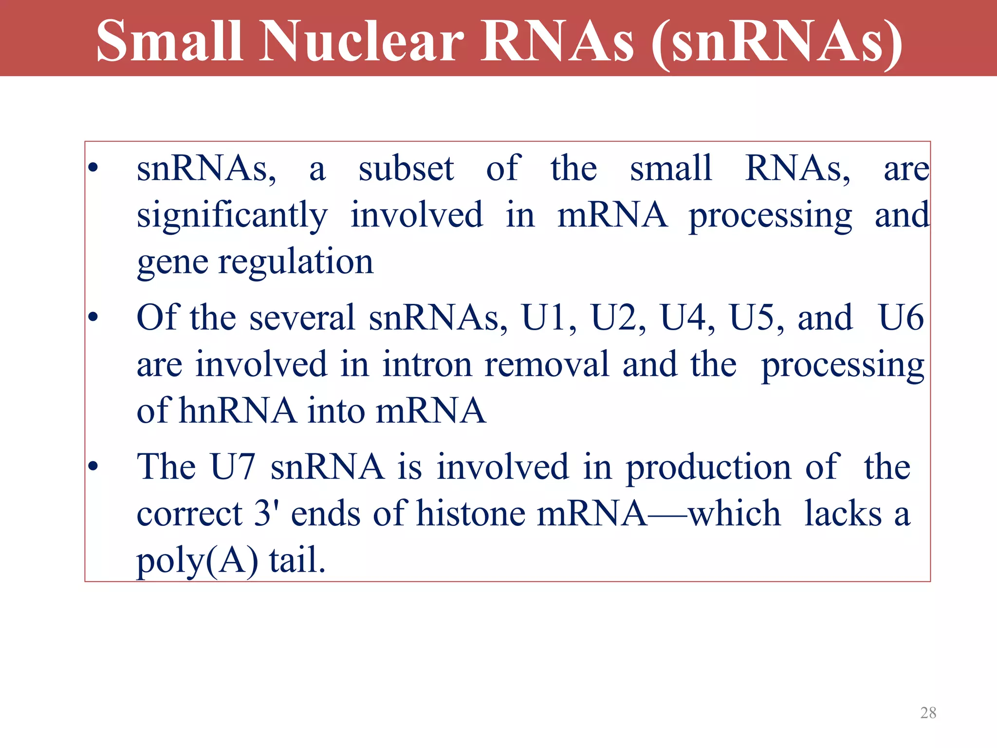 28
Small Nuclear RNAs (snRNAs)
• snRNAs, a subset of the small RNAs, are
significantly involved in mRNA processing and
gene regulation
• Of the several snRNAs, U1, U2, U4, U5, and U6
are involved in intron removal and the processing
of hnRNA into mRNA
• The U7 snRNA is involved in production of the
correct 3' ends of histone mRNA—which lacks a
poly(A) tail.
 
