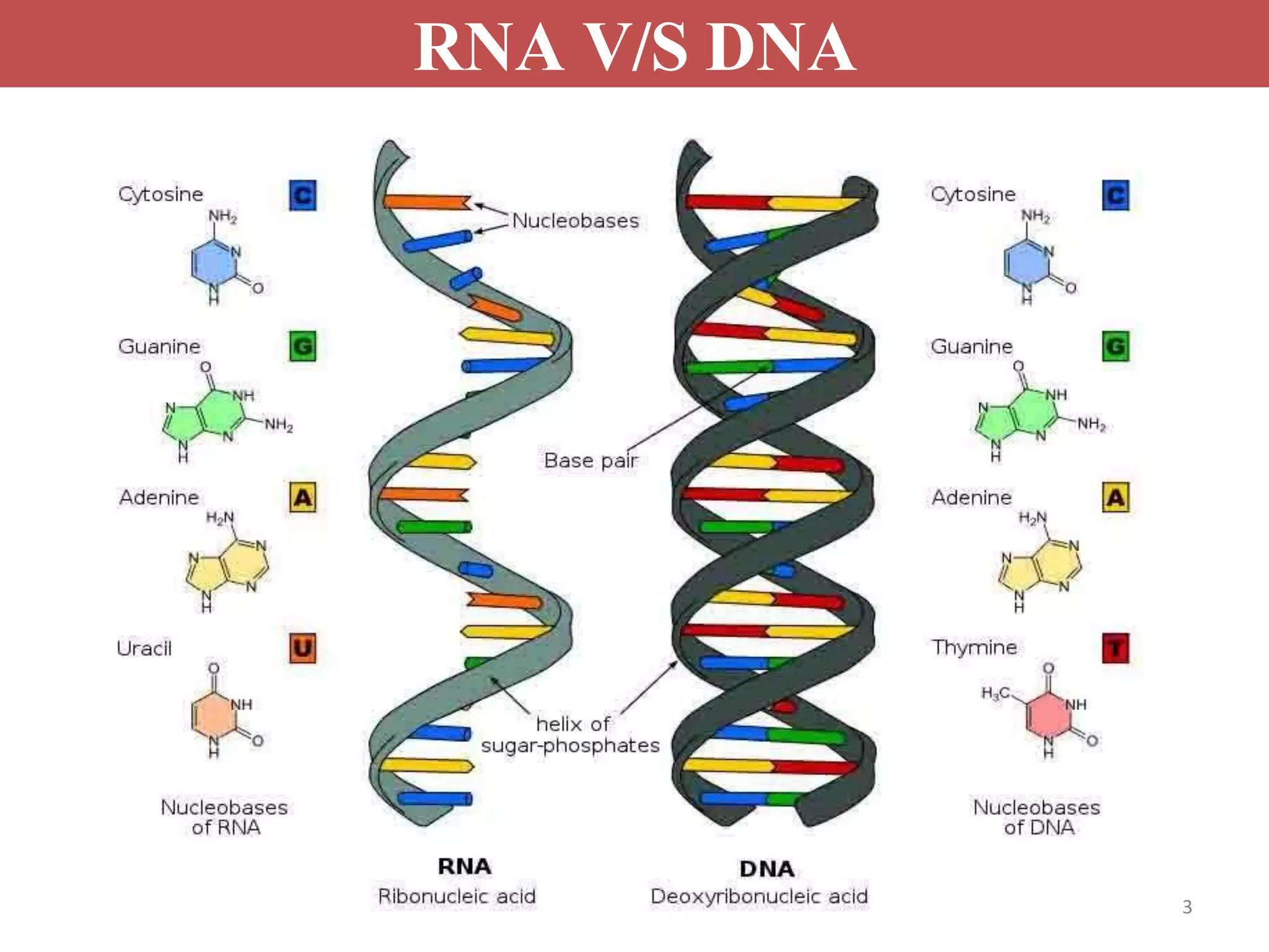 RNA V/S DNA
3
 