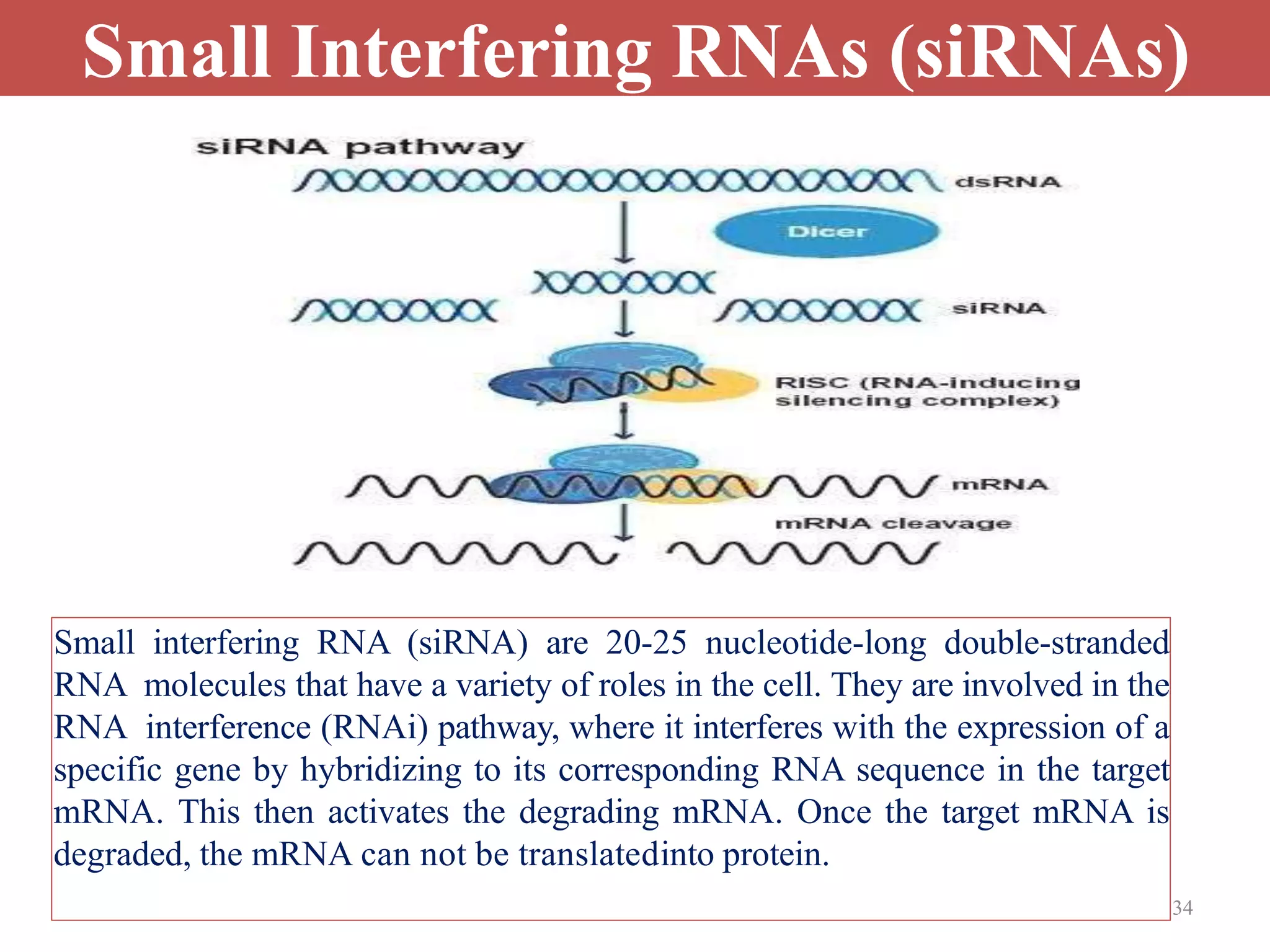 Small Interfering RNAs (siRNAs)
Small interfering RNA (siRNA) are 20-25 nucleotide-long double-stranded
RNA molecules that have a variety of roles in the cell. They are involved in the
RNA interference (RNAi) pathway, where it interferes with the expression of a
specific gene by hybridizing to its corresponding RNA sequence in the target
mRNA. This then activates the degrading mRNA. Once the target mRNA is
degraded, the mRNA can not be translatedinto protein.
34
 
