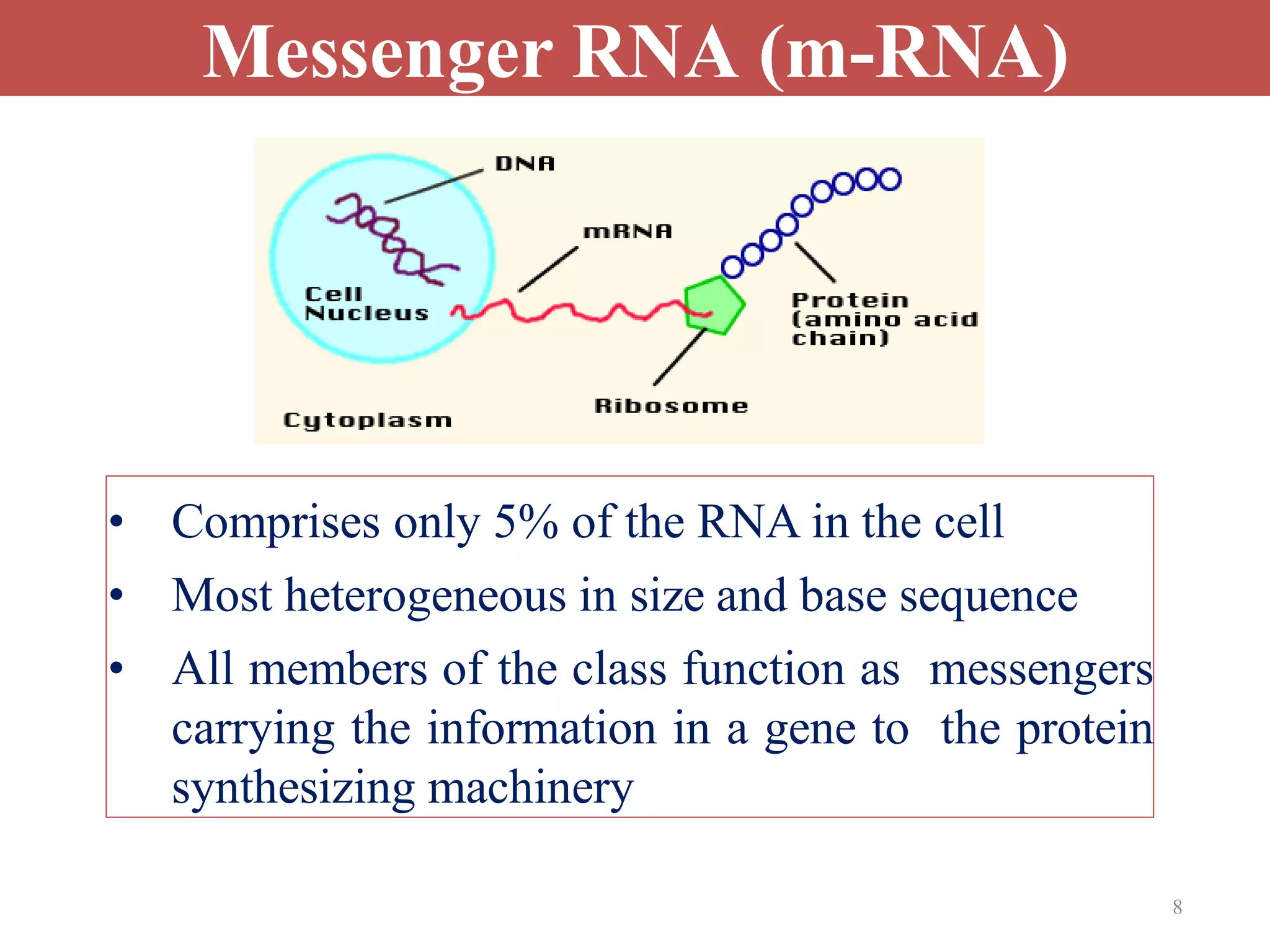 Messenger RNA (m-RNA)
• Comprises only 5% of the RNA in the cell
• Most heterogeneous in size and base sequence
• All members of the class function as messengers
carrying the information in a gene to the protein
synthesizing machinery
8
 