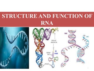 1
STRUCTURE AND FUNCTION OF
RNA
 