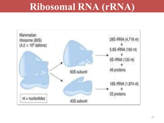 Simple Ribosomal Rna Structure
