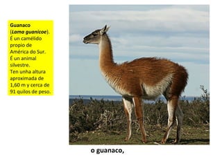 o guanaco,
Guanaco
(Lama guanicoe).
É un camélido
propio de
América do Sur.
É un animal
silvestre.
Ten unha altura
aproximada de
1,60 m y cerca de
91 quilos de peso.
 