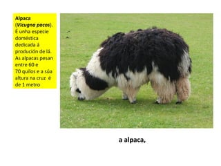 Alpaca
(Vicugna pacos).
É unha especie
doméstica
dedicada á
produción de lá.
As alpacas pesan
entre 60 e
70 quilos e a súa
altura na cruz é
de 1 metro
a alpaca,
 