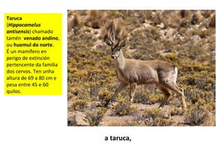 Taruca
(Hippocamelus
antisensis) chamado
tamén venado andino,
ou huemul do norte.
É un mamífero en
perigo de extinción
pertencente da familia
dos cervos. Ten unha
altura de 69 a 80 cm e
pesa entre 45 e 60
quilos.
a taruca,
 