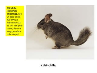 Chinchilla
(Chinchilla
chinchilla). Ten
un peso entre
400-500 g e
mide entre 22-
25 cm. Ten pelo
suave, denso e
longo, e críase
pola súa pel.
a chinchilla,
 