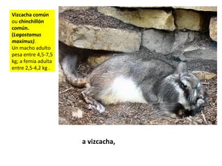 Vizcacha común
ou chinchillón
común.
(Lagostomus
maximus).
Un macho adulto
pesa entre 4,5-7,5
kg; a femia adulta
entre 2,5-4,2 kg .
a vizcacha,
 