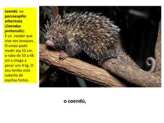 coendú ou
porcoespíño
arborícola
(Coendou
prehensilis).
É un roedor que
vive nos bosques.
O corpo pode
medir ata 55 cm,
o rabo de 33 a 48
cm e chega a
pesar uns 4 kg. O
seu lombo está
cuberto de
espiñas fortes.
o coendú,
 