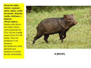 Pecarí de collar,
taitetú, coyámel ,
saíno, sajino, cuche
de monte, chancho
rosillo, chácharo o
báquiro .
(Pecari tajacu).
Acada unha altura
de medio metro,
unha lonxitude de
70 a 110 cm e pode
pesar entre 14 e 40
quilos. Vive nas
pradeiras e nos
bosques.
No lombo ten unha
glándula que
produce un aceite
de olor almizclado. o pecarí,
 