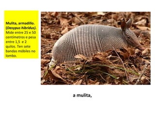 Mulita, armadillo.
(Dasypus hibridus).
Mide entre 25 e 50
centímetros e pesa
entre 1,5 e 2
quilos. Ten sete
bandas móbiles no
lombo.
a mulita,
 