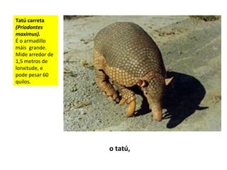 Tatú carreta
(Priodontes
maximus).
É o armadillo
máis grande.
Mide arredor de
1,5 metros de
lonxitude, e
pode pesar 60
quilos.
o tatú,
 